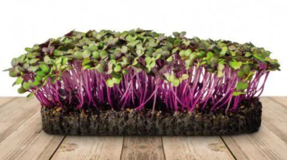 Sementes microgreens