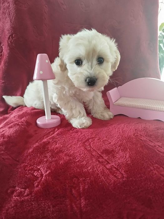 Sprzedam pieski rasy MALTIPO