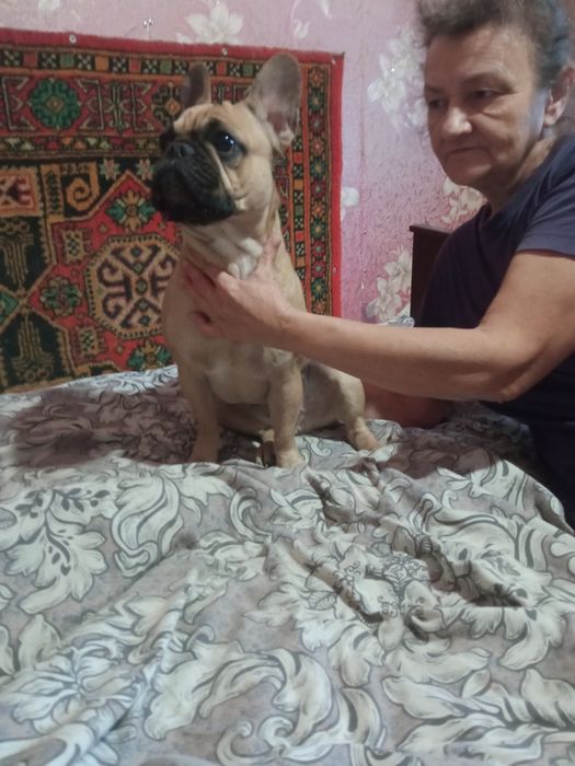 Продам цуценят французького бульдога