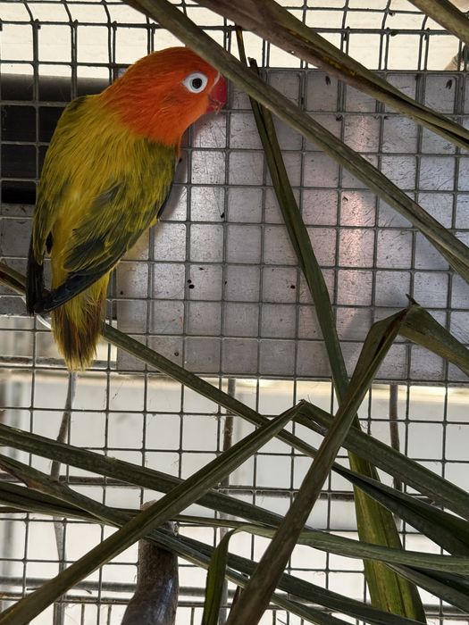 Agapornis fisher Agapone
