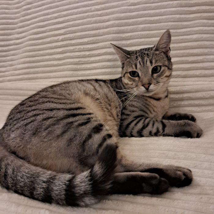 Котик , вік три роки