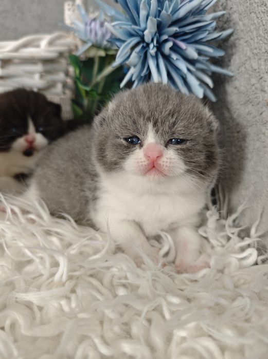 Kocurek brytyjski bicolor do hodowli FPL FIFE