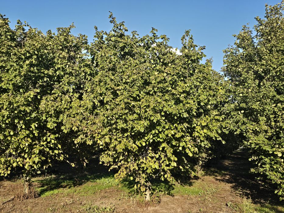 Orzechy laskowe tegoroczne
