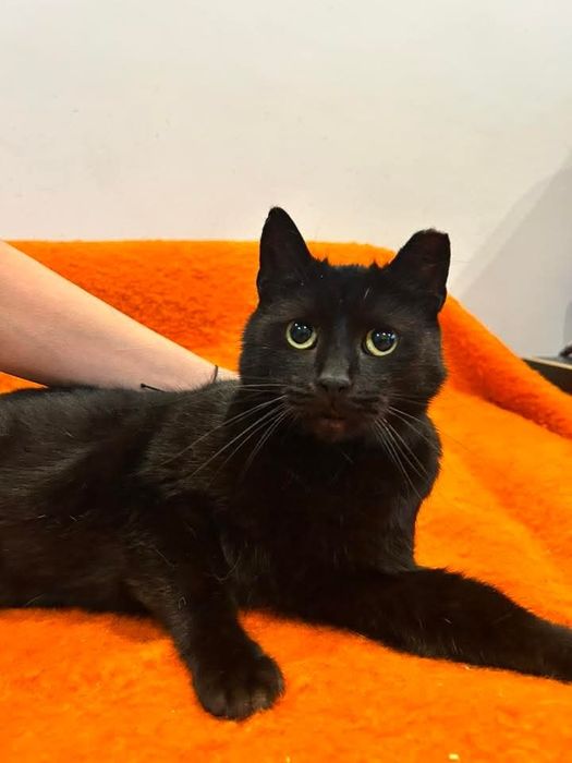 Bakuś szuka domu na zawsze