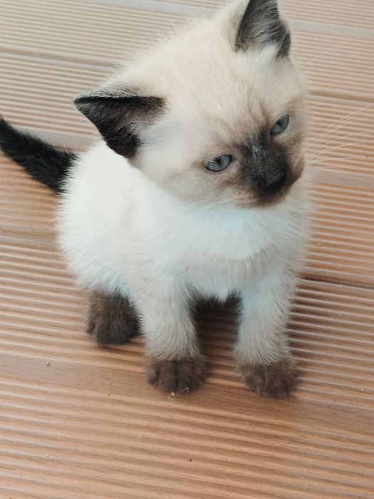Gatinhos para adoção responsável
