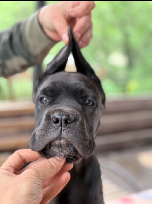 Шикарнючі цуценята кане корсо