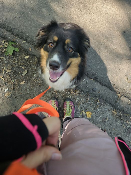 Домашня перетримка собак у Києві, dog sitter