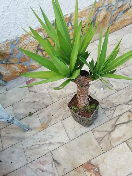 Yuca planta em vaso