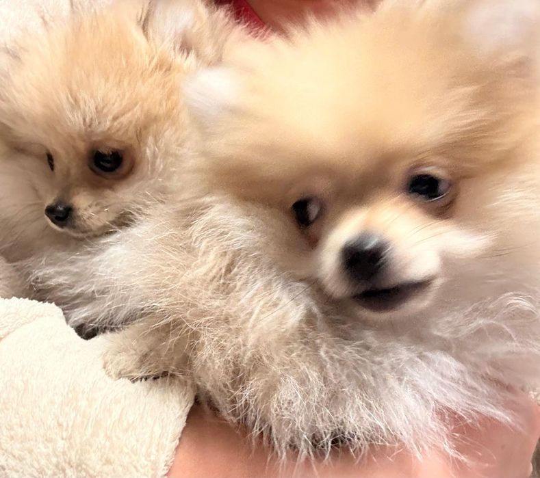 Szpic miniaturowy pomeranian