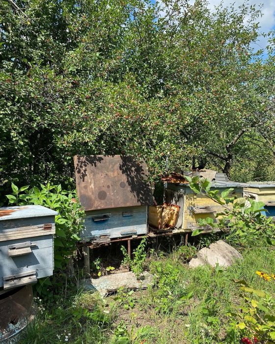 Продам вулики з бджолами