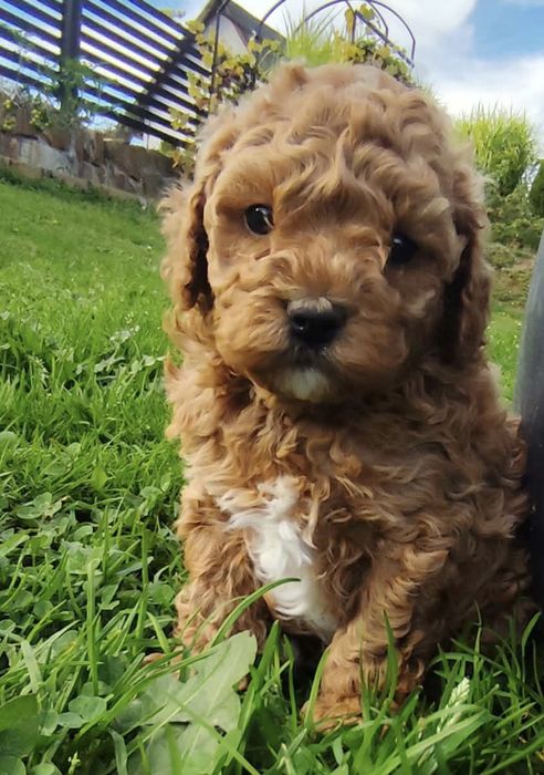 Cavapoo piesek szczeniak