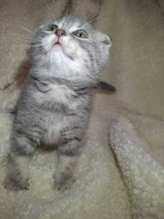 Продам кошеня проди Scottish Fold