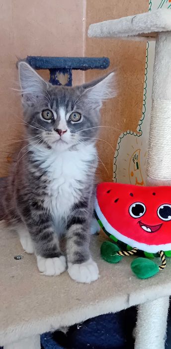 Kotek  Maine Coon o imieniu Eos