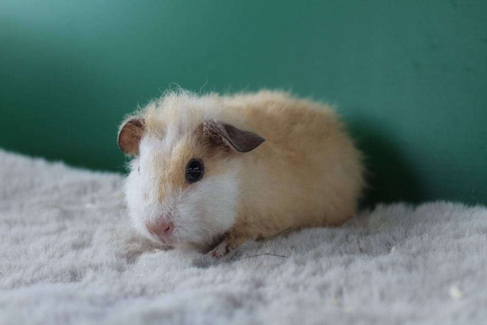 Us Teddy, świnka morska. Cavia domowa samce