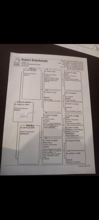 Gołębie pocztowe samice z rozpłodu