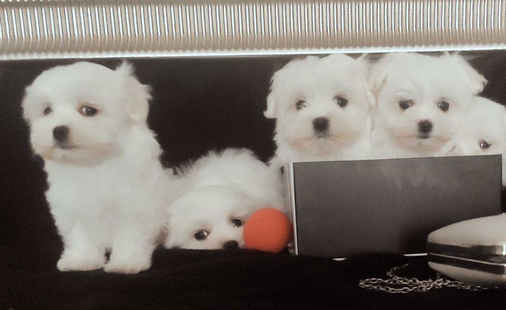 Maltańczyki chłopiec Warszawa maltańczyki