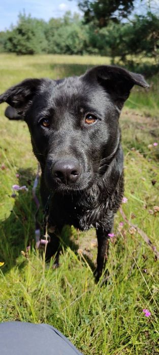 Duża, młoda i łagodna suczka mix labrador do adopcji
