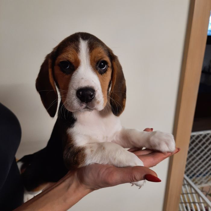 Beagle śliczny szczeniak