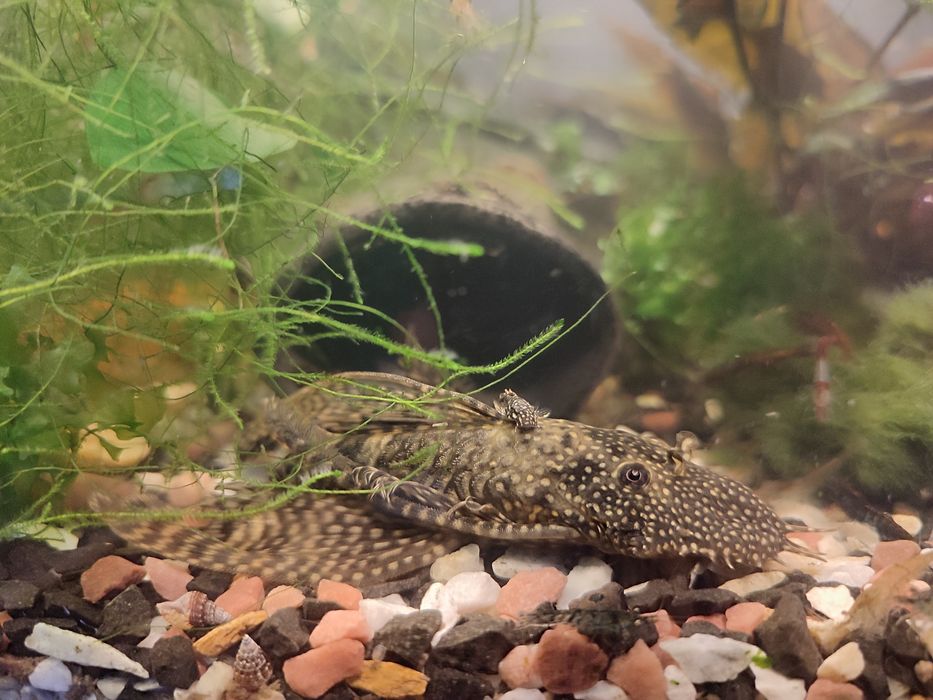 Акваріумні рибки сомікі, анцитрус вуалевий, креветки, равлики Хелена