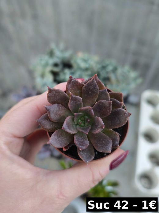 Suculentas lindas: echeverias, aeonium, variegata etc