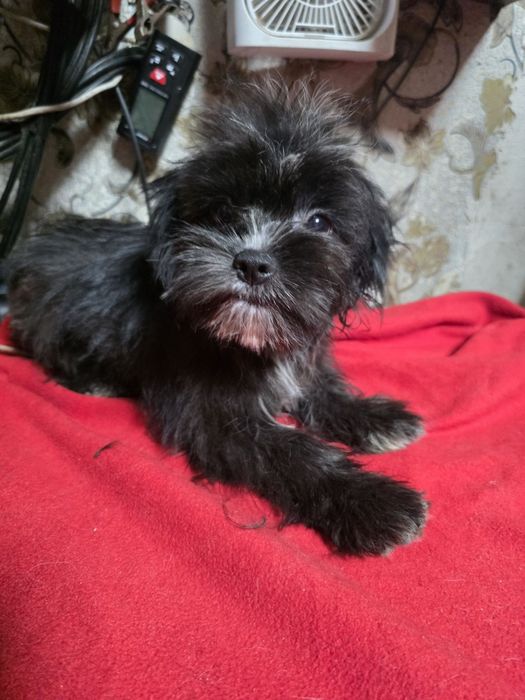 Мальчик   Мальтипу