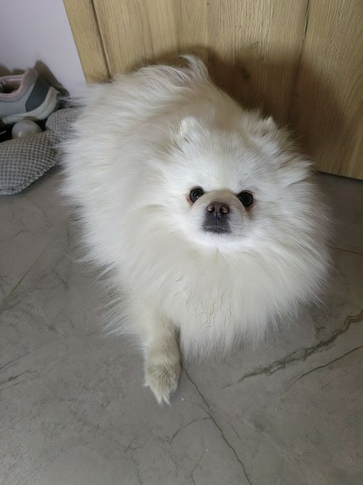 Reproduktor pomeranian /szpic miniaturowy