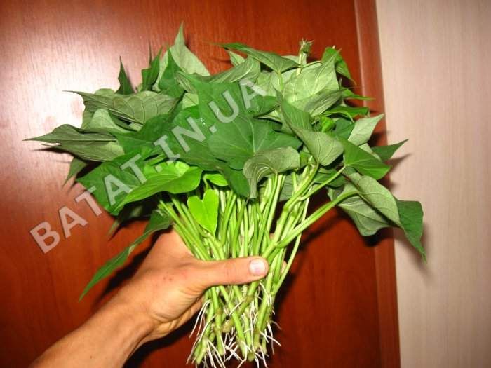 Батат (солодка картопля) - розсада, ціна/якість, доставка