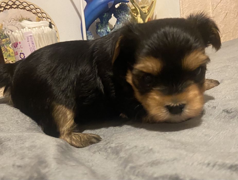 Маненький хлопчик йорік