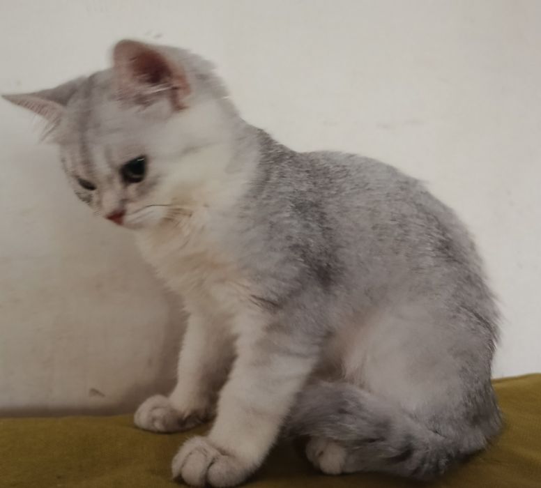 Срібляста шиншила кошеня хлопчик котик британський