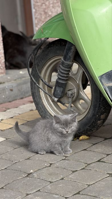 шотландські котики
