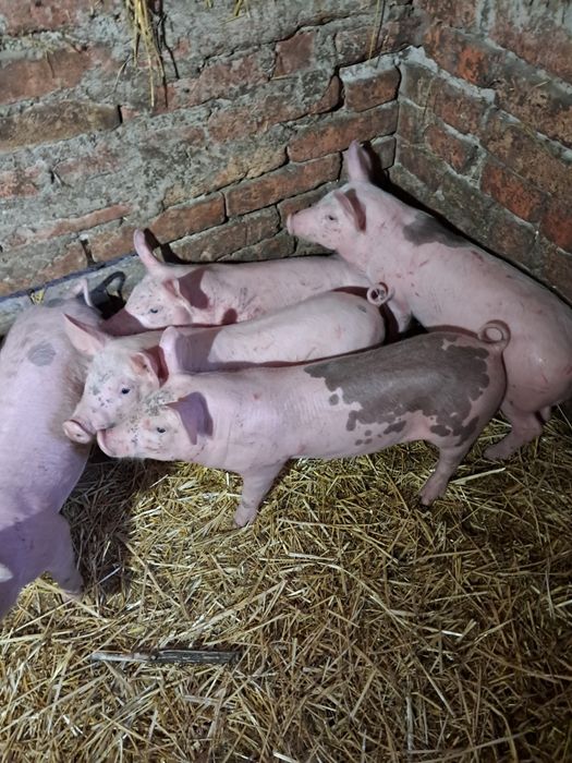 Поросята домашні.