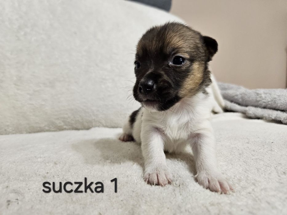 Słodka Suczka Jack Russell Terrier