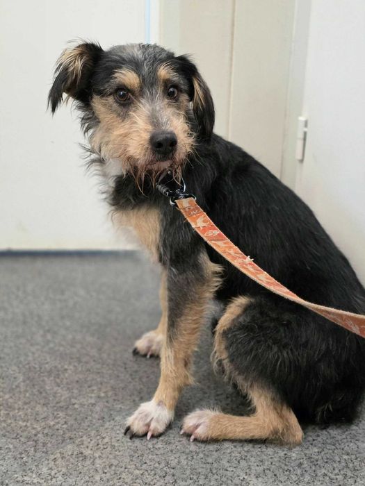 Kroczyce/Pradła znaleziono psa!