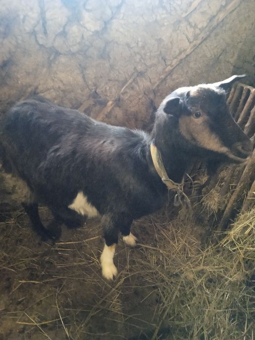 Коза    котная..