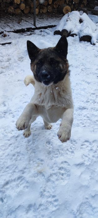 Акіта американська .