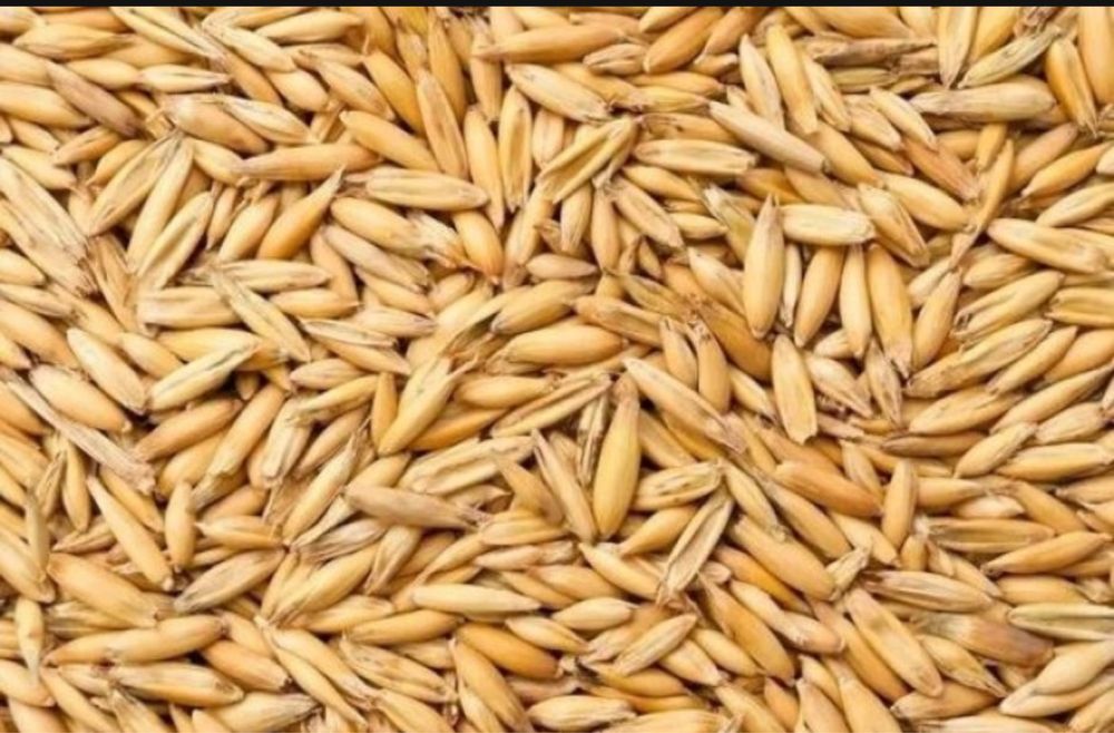 Owies Paszowy Ziarno Karma Pasza 24kg dla gryzoni i ptaków, koni