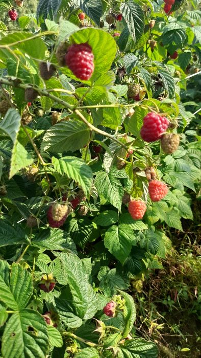 Малина, ожина заморожена. Івано-Франківськ