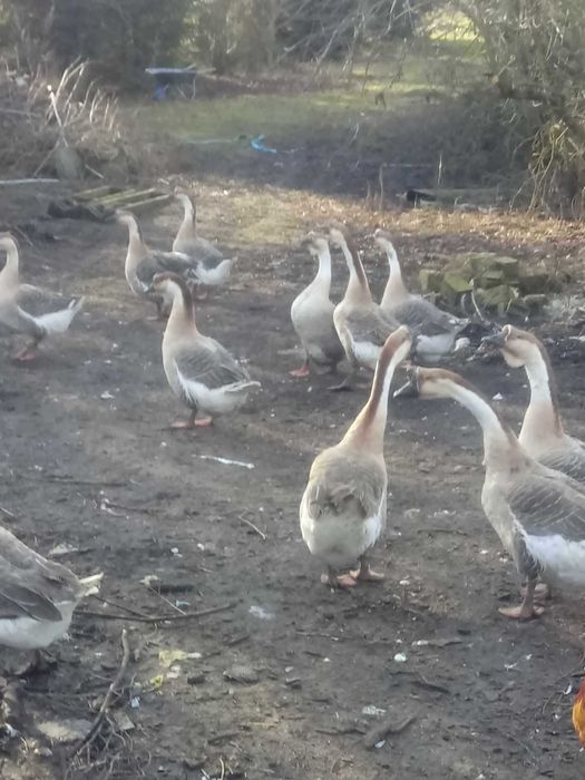 Gęsi Kubańskie 10 Szt.