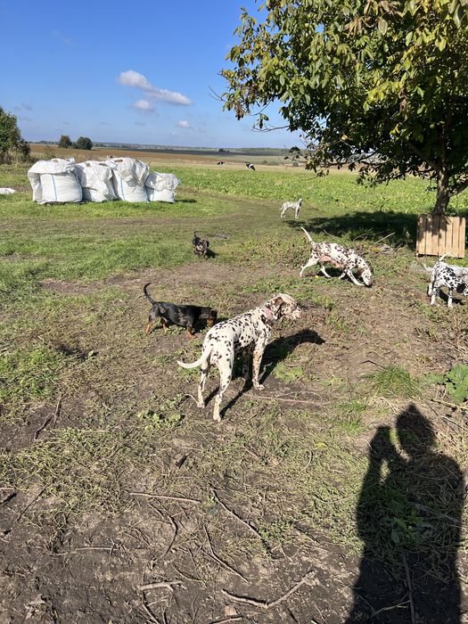 На бронь цуцики породи далматин