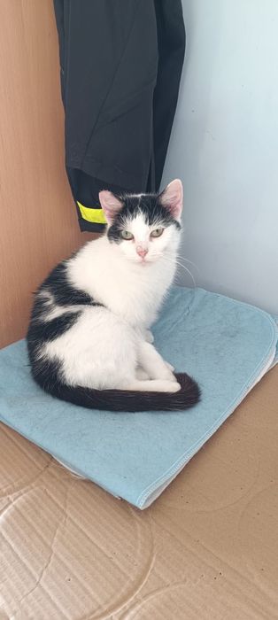 Spokojna kotka pilnie szuka domu!