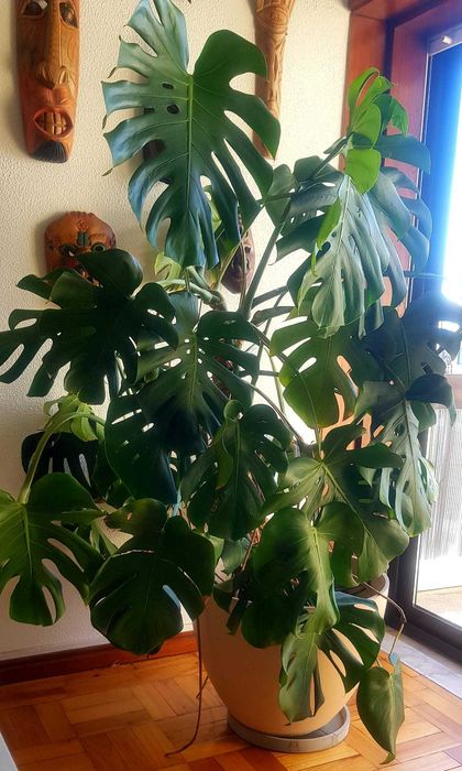 Planta Monstera - Costela-de-adão - com vaso