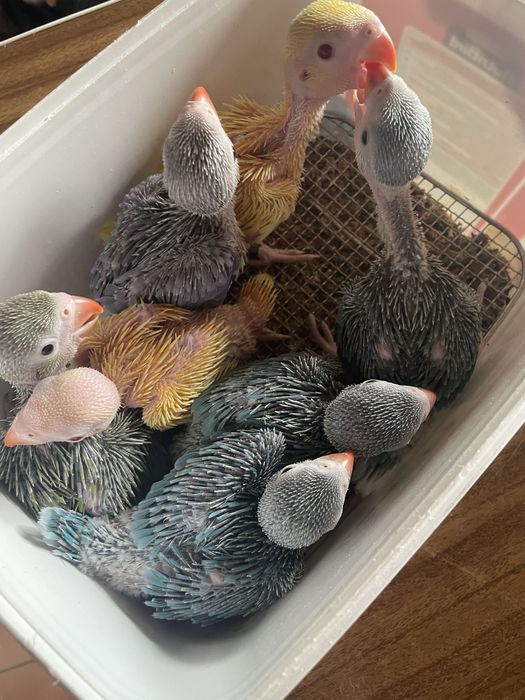 Ring neck VIOLETA muito MEIGO