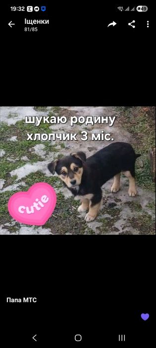 Безкоштовно цуцики дворові