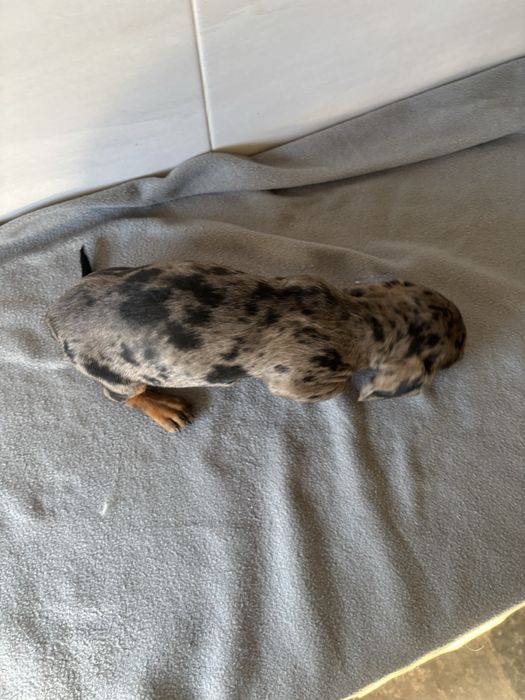 Teckel femea miniatura de pelo curto