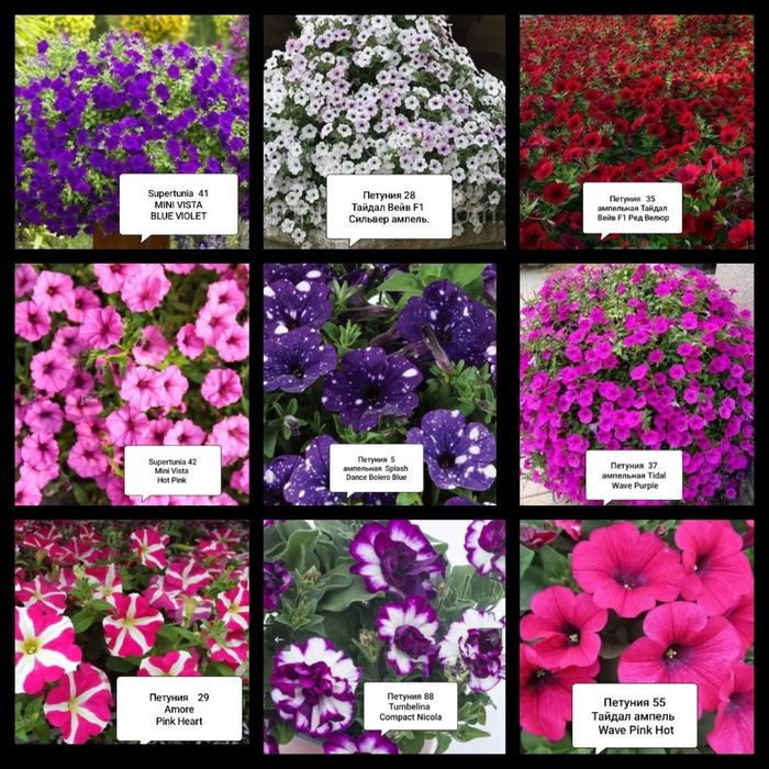 Петуния сурфиния петхоа
