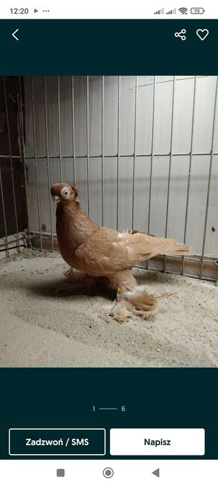 Krótko dzioby wywrotek