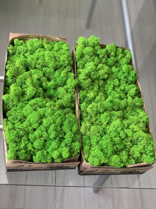 Стабілізований  мох