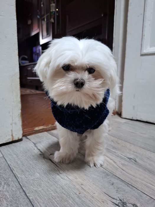 Жених мальтезе ждет свидания