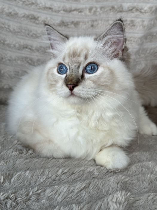 Kocurek Ragdoll seal mitted lynx