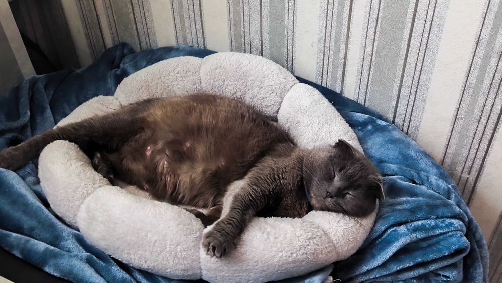 Шотландські кошенята